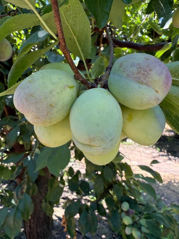 Se expande brecha productora entre Chile y su competencia directa en ciruela deshidratada Se expande brecha productora entre Chile y su competencia directa en ciruela deshidratada