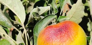 Tercera ola de calor del año eleva alertas por estrés térmico en la agricultura del centro sur