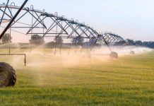 USA | El uso eficiente del agua impulsa la productividad del trigo y reduce las emisiones