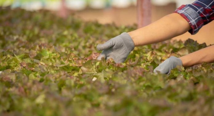 UTalca y UNAB lideran centro de excelencia que buscará transformar el sistema agroalimentario