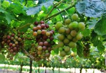 Unifrutti Group, el gigante mundial que gana terreno en Perú Unifrutti Group, el gigante mundial que gana terreno en Perú