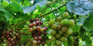 Unifrutti Group, el gigante mundial que gana terreno en Perú