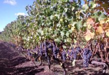 Viñas Chilenas Buscan Inversionistas para Crecer y Expandir sus Operaciones