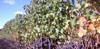 Viñas Chilenas Buscan Inversionistas para Crecer y Expandir sus Operaciones Viñas Chilenas Buscan Inversionistas para Crecer y Expandir sus Operaciones