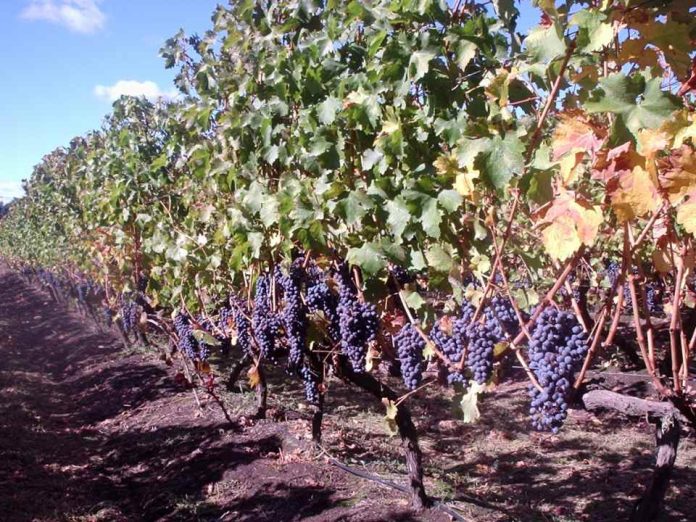 Viñas Chilenas Buscan Inversionistas para Crecer y Expandir sus Operaciones