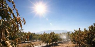 Calor extremo: agrofruticultores afinan riego, protección de huertos y planes contra incendios