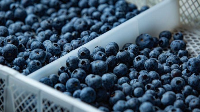 Perú | Camposol impulsa el recambio varietal del arándano