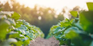 La agricultura española: un gran sumidero de  carbono frente al cambio climático 