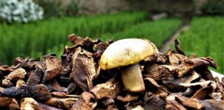 El sector de hongos comestibles en Perú: desafíos, oportunidades y el camino hacia la diversificación