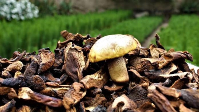 El sector de hongos comestibles en Perú: desafíos, oportunidades y el camino hacia la diversificación