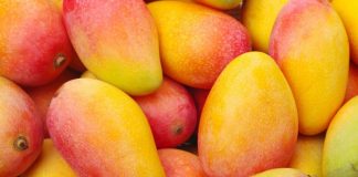 Perú | Exportaciones de mango fresco caen 45.9% en volumen hasta la semana 52