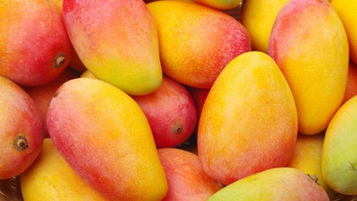 exportaciones-de-mango-fresco-caen-45-9-en-volumen-hasta-la--41414 Perú | Exportaciones de mango fresco caen 45.9% en volumen hasta la semana 52