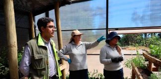 CONAF apoya la reforestación en la comuna de Santa Juana a través del Programa de Emergencia de Empleo
