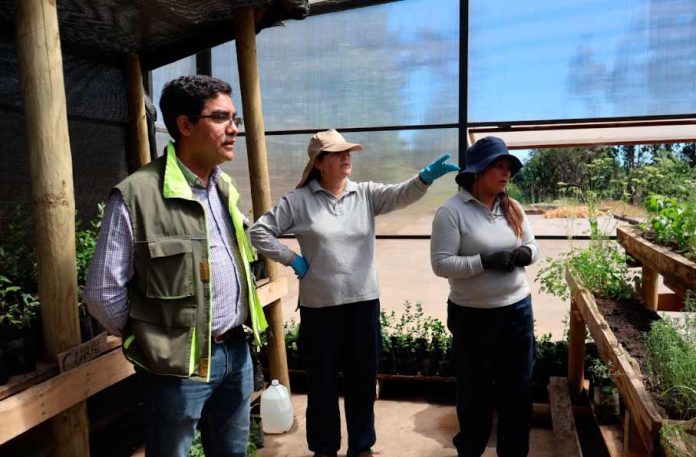 CONAF apoya la reforestación en la comuna de Santa Juana a través del Programa de Emergencia de Empleo CONAF apoya la reforestación en la comuna de Santa Juana a través del Programa de Emergencia de Empleo