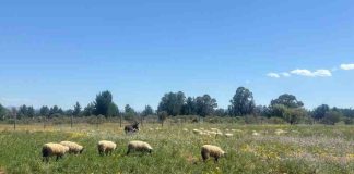 ¿Praderas que se ayudan entre sí? la propuesta del INIA para fortalecer la alfalfa Kauke
