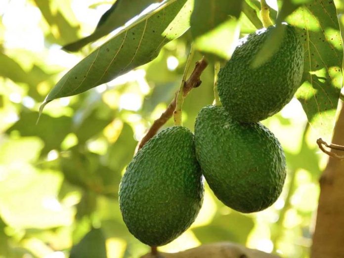 APEAM-México suspende embarque de palta tras aviso del USDA APEAM-México suspende embarque de palta tras aviso del USDA
