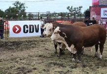 Argentina | CDV vuelve a Expoagro para potenciar la sanidad y la producción animal
