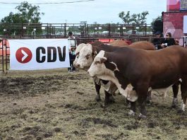 Argentina | CDV vuelve a Expoagro para potenciar la sanidad y la producción animal
