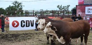 Argentina | CDV vuelve a Expoagro para potenciar la sanidad y la producción animal