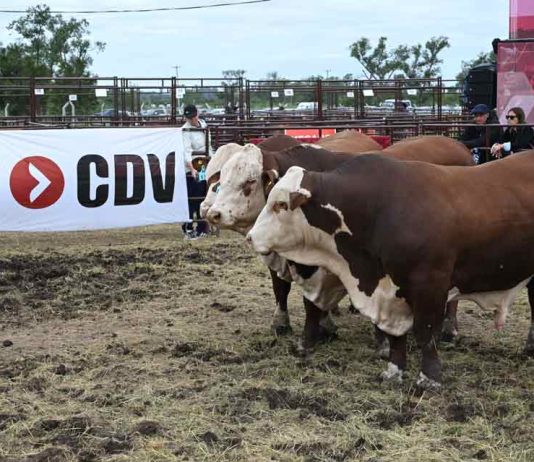 Argentina | CDV vuelve a Expoagro para potenciar la sanidad y la producción animal Argentina | CDV vuelve a Expoagro para potenciar la sanidad y la producción animal