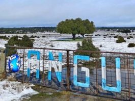 Argentina | Hizo punta exportando embriones y ahora tiene su propia cabaña Angus en España