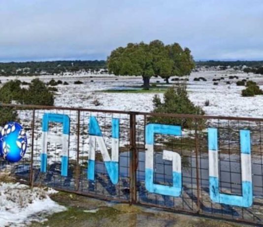 Argentina | Hizo punta exportando embriones y ahora tiene su propia cabaña Angus en España