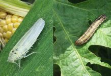 Argentina | Plagas en soja y maíz. Estrategias reales para actuar a tiempo Argentina Plagas en soja y maíz. Estrategias reales para actuar a tiempo