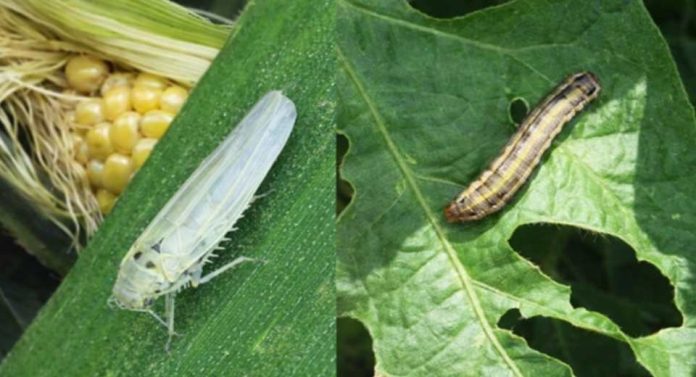 Argentina Plagas en soja y maíz. Estrategias reales para actuar a tiempo