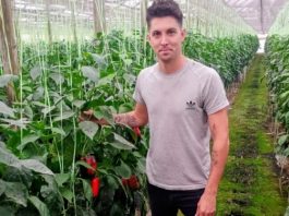 Argentina Una visita al emprendimiento de hidroponia hortícola más grande y curioso del país