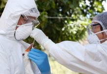 Argentina | Vuelven los hombres de blanco y el sacrificio de pollos: Primero fueron los cisnes y un rato después se confirmó la temible Influenza Aviar H5