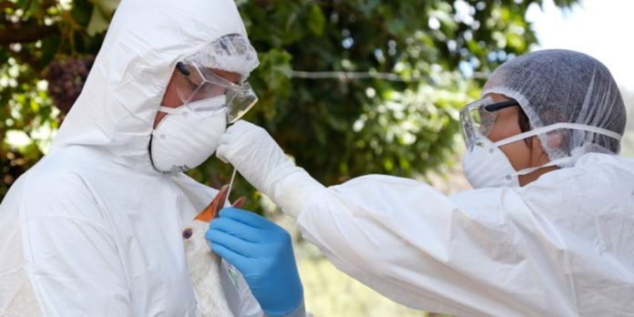 Argentina | Vuelven los hombres de blanco y el sacrificio de pollos: Primero fueron los cisnes y un rato después se confirmó la temible Influenza Aviar H5 Argentina | Vuelven los hombres de blanco y el sacrificio de pollos: Primero fueron los cisnes y un rato después se confirmó la temible Influenza Aviar H5