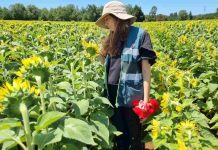 Aumenta la certificación de semillas en la región de Ñuble