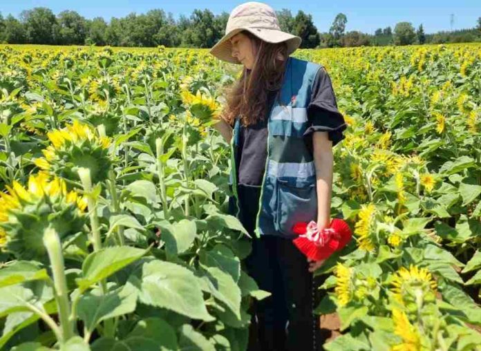 Aumenta la certificación de semillas en la región de Ñuble Aumenta la certificación de semillas en la región de Ñuble