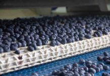 Biobío cierra la temporada de arándanos con un salto cercano al 12% en volumen Biobío cierra la temporada de arándanos con un salto cercano al 12% en volumen