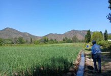 Resguardando el “oro blanco” de O’Higgins: CEAF aporta en investigación para salvar cultivos de ajo y cebolla CEAF