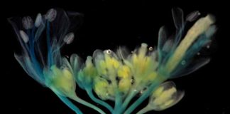 Clima cambiante: Investigador de CEAF estudia cómo los factores abióticos afectan la agricultura chilena