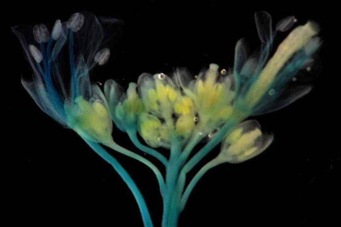 Clima cambiante: Investigador de CEAF estudia cómo los factores abióticos afectan la agricultura chilena Clima cambiante: Investigador de CEAF estudia cómo los factores abióticos afectan la agricultura chilena