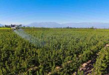 Cáncer bacteriano en las plantas: cómo prevenirlo ante la inminente caída de las hojas