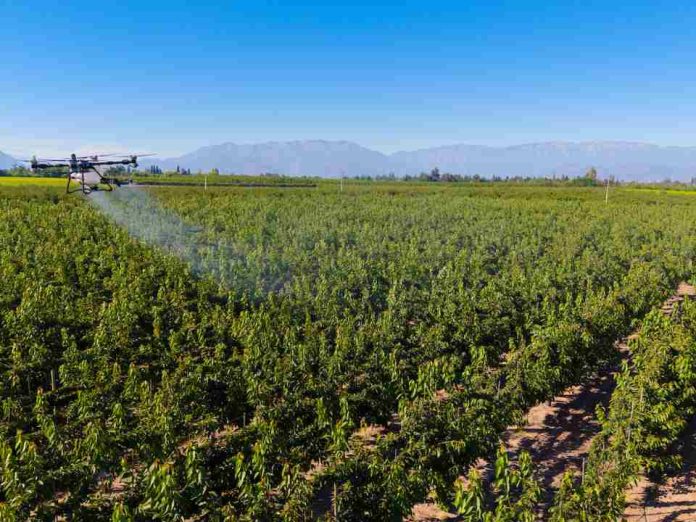 Cáncer bacteriano en las plantas cómo prevenirlo ante la inminente caída de las hojas Cáncer bacteriano en las plantas: cómo prevenirlo ante la inminente caída de las hojas