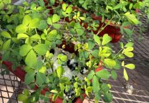 Argentina | Con mejoramiento genético, amplían la tolerancia al anegamiento de la alfalfa Con mejoramiento genético, amplían la tolerancia al anegamiento de la alfalfa