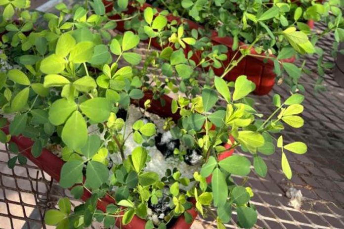 Con mejoramiento genético, amplían la tolerancia al anegamiento de la alfalfa Con mejoramiento genético, amplían la tolerancia al anegamiento de la alfalfa