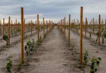 Cepa Tamarugal: un tesoro vitivinícola que florece en el desierto de Atacama Cepa Tamarugal: un tesoro vitivinícola que florece en el desierto de Atacama