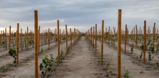 Cepa Tamarugal: un tesoro vitivinícola que florece en el desierto de Atacama