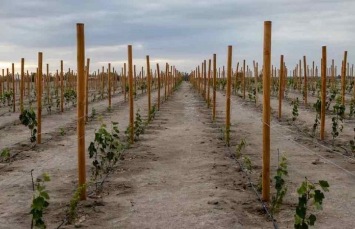 Cepa Tamarugal un tesoro vitivinícola que florece en el desierto de Atacama Cepa Tamarugal: un tesoro vitivinícola que florece en el desierto de Atacama