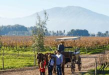 Chile inicia temporada de vendimias con más de 40 fiestas entre febrero y mayo