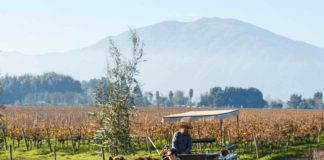 Chile inicia temporada de vendimias con más de 40 fiestas entre febrero y mayo