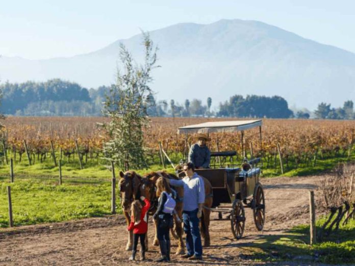 Chile inicia temporada de vendimias con más de 40 fiestas entre febrero y mayo (1) Chile inicia temporada de vendimias con más de 40 fiestas entre febrero y mayo