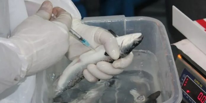 Codebreaker Bioscience acelera expansión biotecnológica desde Patagonia Codebreaker Bioscience acelera expansión biotecnológica desde Patagonia