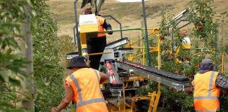 Comienza la cosecha de manzanas y peras de Nueva Zelanda