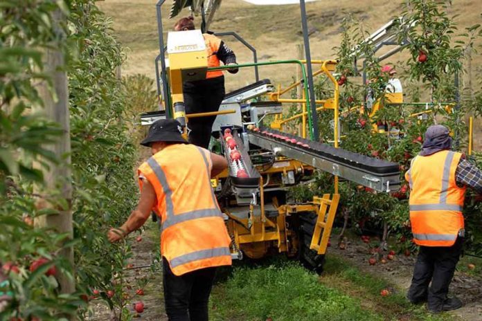 Comienza la cosecha de manzanas y peras de Nueva Zelanda Comienza la cosecha de manzanas y peras de Nueva Zelanda